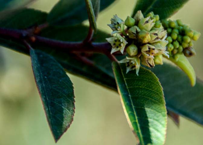 Coffeeberry-7--Oct 7 Pt Reyes