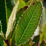 Toyon Seed Thumb - North of Mt Tam - Feb 5 2012