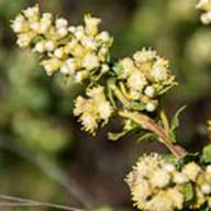 Coyote Brush-21-Baccharis pilularis-Oct 7 Pt Reyes