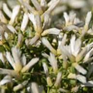 Coyote Brush Female Flowers-Baccharis pilularis-Oct 7 Pt Reyes