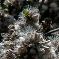 Coyote Brush-2 Flower Thumb - South Mt Tam - Feb 23 2012