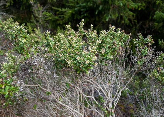 Coyote Brush Female Profile-Baccharis pilularis-Oct 7 Pt Reyes