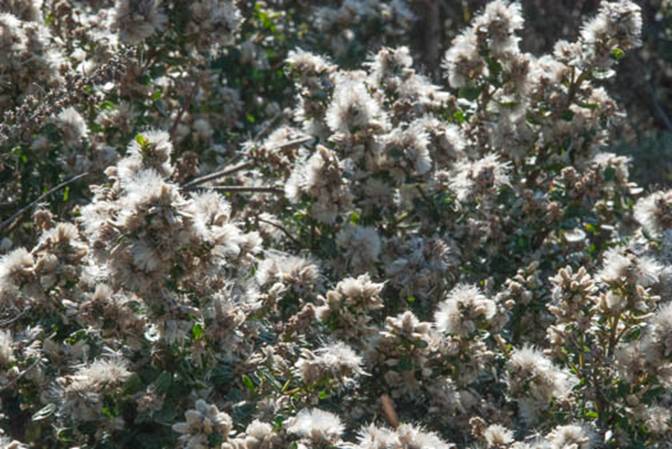 Coyote Brush-2-Baccharis pilularis-Nov 3 2012 Headlands-3