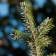 Douglas Fir Needles Leaf Thumb