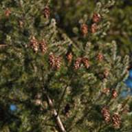 Douglas Fir Pine Cones-Pseudotsuga menziesii -Jan 11 2012-2