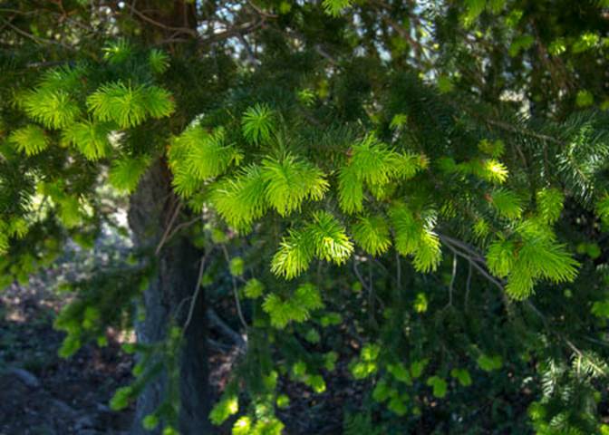 Douglas Fir New Growth-2-Pseudotsuga menziesii -Apr 21 2012 Mt Tam