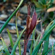 Douglas Iris Husk-Iris douglasiana-Aug 7 2012 Mt Tam and Lagunitas