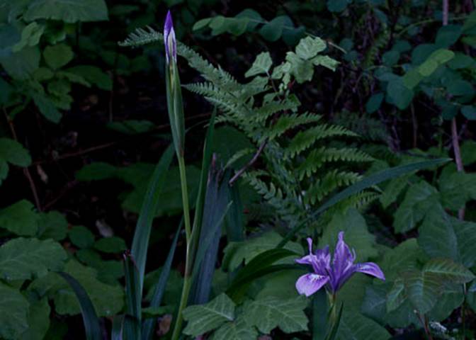 Douglas Iris-Iris douglasiana-April-2