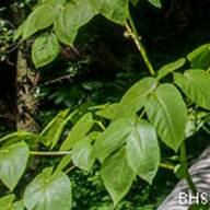 Elk Clover Aralia californica 12FairfaxBolinas (2)--TempIdentified-2