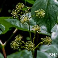 Elk Clover--2012-06-10 Mt Tam-2