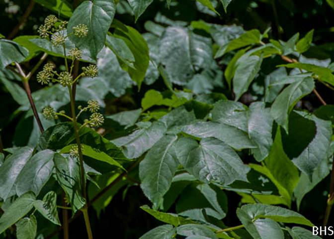 Elk Clover--2012-06-10 Mt Tam-3
