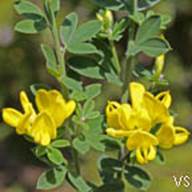 French Broom-Genista monspessulana-__VS-2