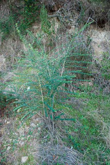 French Broom Full Web