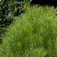 Golden Fleece-4-Ericameria arborescens-June 10 2012 Mt Tam