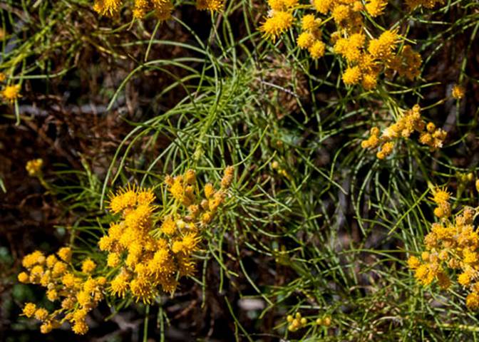 Golden Fleece-6-Ericameria arborescens-Aug 25 2012 Eldridge Loop