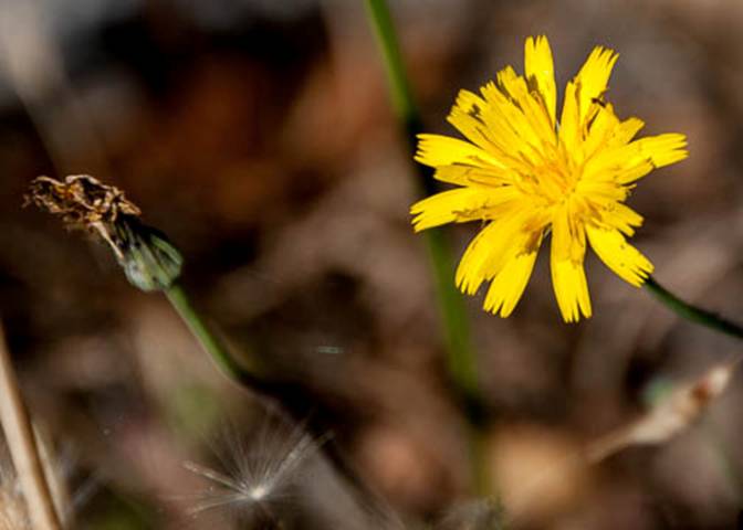 Dandelion-10--June 30 Mt Tam-2