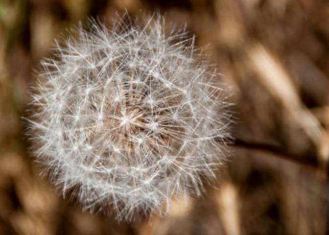 Dandelion-8--June 30 Mt Tam