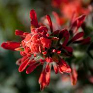 Indian Paintbrush South Mt. Tam Flower Thumb May 07, 2012