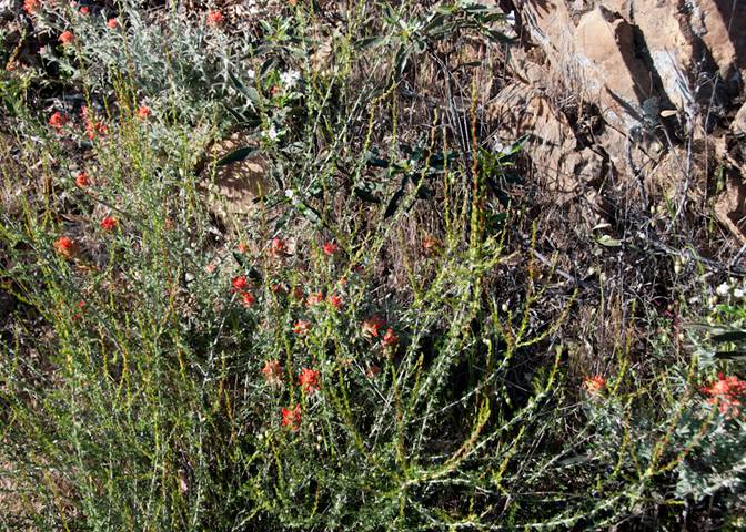 Indian Paintbrush and Chamise South Mt. Tam  May 07, 2012