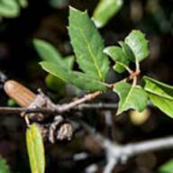 Interior Live Oak-Quercus wizlizeni-June 30 Mt Tam