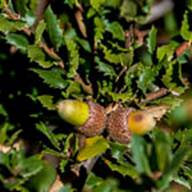 Live Oak Acorns-Quercus wizlizeni-Aug 25 2012 Eldridge Loop