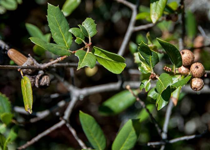 Interior Live Oak--June 30 Mt Tam