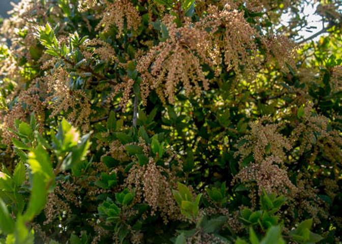 Interior LIve Oak-6-Quercus wizlizeni-May 8 2012 Mt Tam