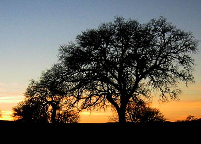 Live Oak-Quercus wislizeni-Feb