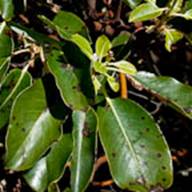 Madrone-376 Seed Thumb - South Mt Tam - Jan 9 2012.jpg