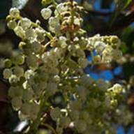 Madrone Flower Flower Thumb - South Mt Tam - Feb 23 2012-2