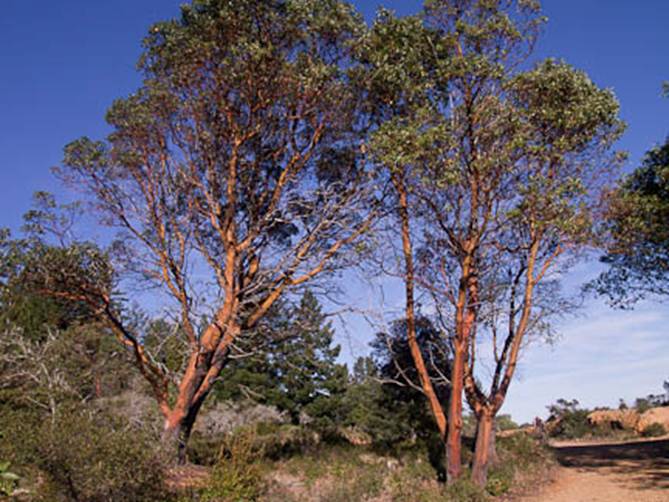 madrone Full Web - South Mt Tam - Jan 2012 - BHS