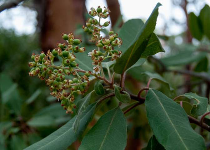 Madrone berries Full Web - South Mt Tam - Feb 23 2012-3