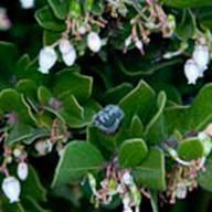 Eastwood Manzanita-2 Flower Thumb