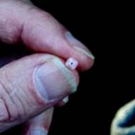 Shatterberry Manzanita-6-Arctostaphylos-Feb 23 2012