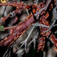 Manzanita-Arctostaphylos-June 27 Mt Tam-2