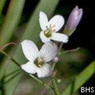 Cardamine-383--2011-02-09