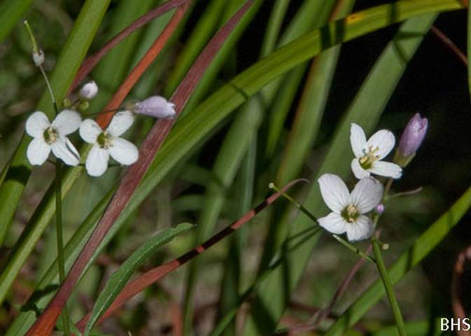 Cardamine-383--2011-02-09-2