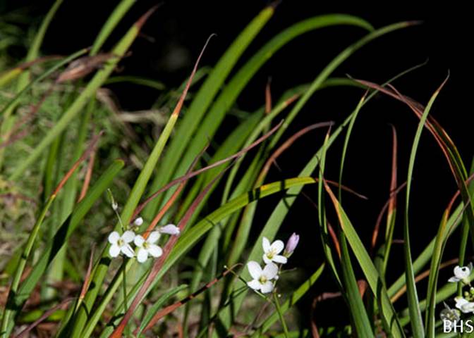 Cardamine-383--2011-02-09-3