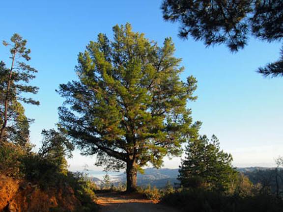 Bishop Pine Full Web