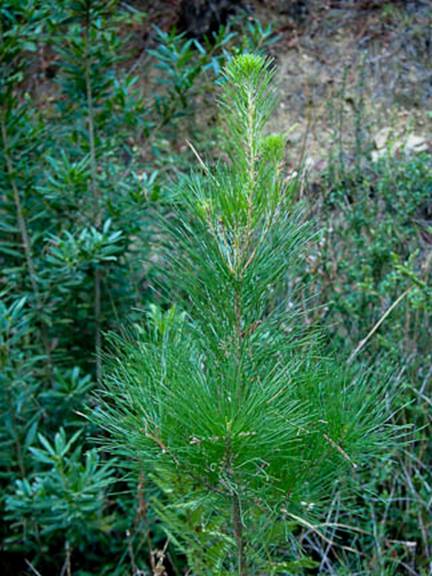 Bishop Pine Seedling Full Web