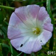 Coastal Morning Glory-Calystegia purpurata-May 7 2012