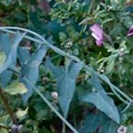 Morning GLory Leaf Thumb