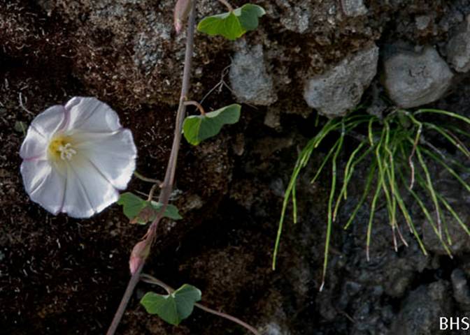 Coastal Morning Glory-2-Calystegia purpurata-July 11 2012 Pirates Cove-2