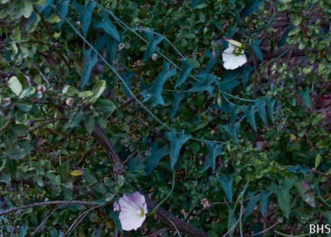 Coastal Morning Glory-Calystegia purpurata-Jan 11 2012-2