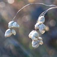 Rattlesnake grass-2 Seed Thumb - South Mt Tam - Jan 2012