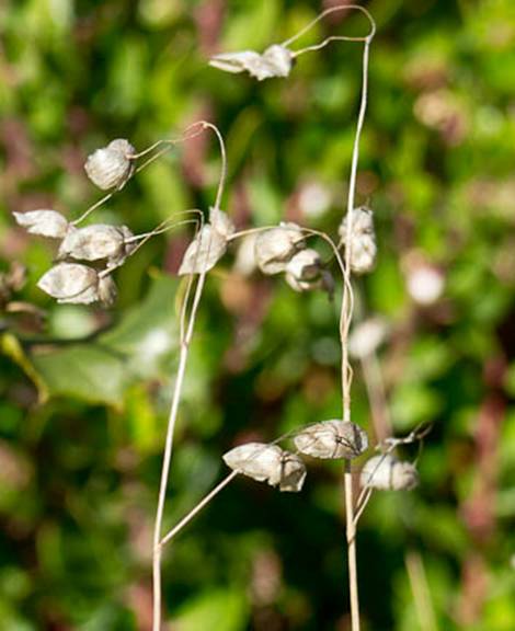 rattlesnake grass Full Web - South Mt Tam - Jan 2012 - BHS