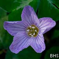 Redwood Sorrel-6-Oxalis oregana-Feb 23 2012