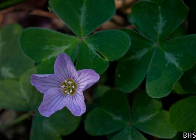 Redwood Sorrel-6-Oxalis oregana-Feb 23 2012-2