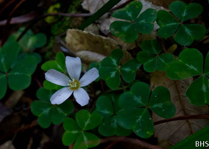 Redwood Sorrel-5-Oxalis oregana-Feb 23 2012-2