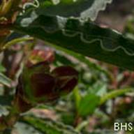 Rock Rose-8-Cistus sp.-Apr 21 2012 Mt Tam-3